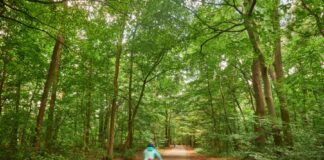 Wald