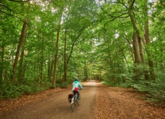 „EilenriedeGeheimnisse – digitale Schnitzeljagd“: Neue Umweltbildungs-App vorgestellt Wald