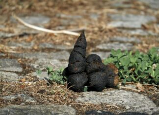 Briefe gegen Hundekot-Problem Hundehaufen