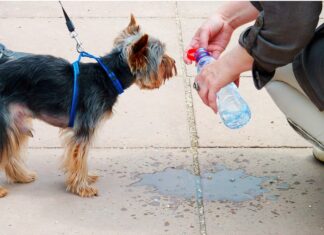 Hitze: Achten Sie auf Ihren Hund! Hund