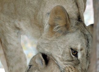 Raubtiere leben länger Löwin mit Jungtier
