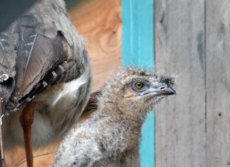 Kleiner Piepser ist eine Premiere Seriema Küken
