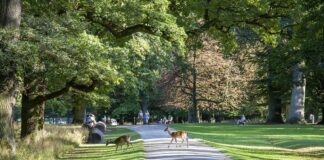Reh - Tiergarten Hannover