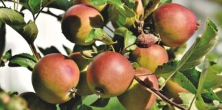 Apfelbaum