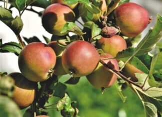 Gelbe Bänder laden zum Pflücken von Obst ein Apfelbaum