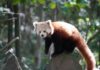 Roter Panda