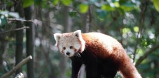 Roter Panda