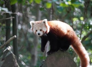 HERZLICH WILLKOMMEN, KLEINE FINE Roter Panda