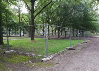 Was brauchen Straßenbäume? Bäume