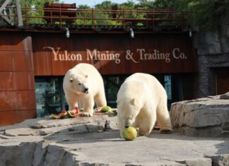 IM ZOO GEHT’S RUND Eisbären