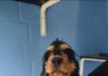 Cockerspaniel