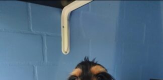 Cockerspaniel
