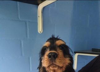 Region Hannover: Veterinärbehörde sucht ein neues Zuhause für beschlagnahmte Tiere Cockerspaniel