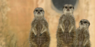 3G ab Oktober Erlebnis-Zoo Hannover