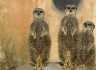 Entspannter Zoobesuch durch weniger Einzelkontrollen: Ab Oktober gilt die 3G-Regel im Erlebnis-Zoo 3G ab Oktober Erlebnis-Zoo Hannover