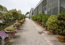 Berggarten Hannover baut barrierefreie Wege zum neuen Schauhaus Herrenhäuser Gärten - Berggarten - Tropenhäuser
