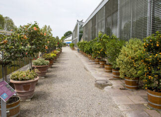 Termine: Der Juli 2022 in den Herrenhäuser Gärten Herrenhäuser Gärten - Berggarten - Tropenhäuser