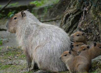 Pünktchens Fünflinge Anton und die Fünflinge