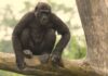 Gorilla-Weibchen Mayumi