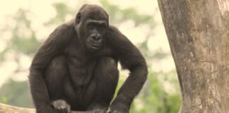 Gorilla-Weibchen Mayumi