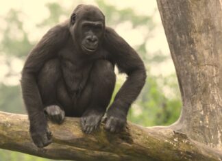 Gorilla-Weibchen Mayumi zieht nach Saarbrücken Gorilla-Weibchen Mayumi