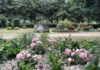 Rosen Friedhof Langenhagen-Grenzheide