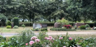 Rosen Friedhof Langenhagen-Grenzheide