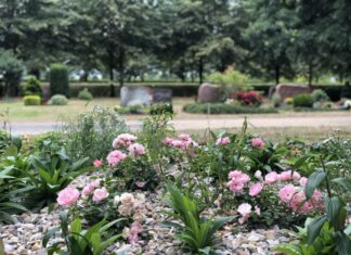 Friedhofsspaziergang am 5. Oktober Rosen Friedhof Langenhagen-Grenzheide