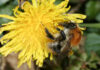 Ackerhummel