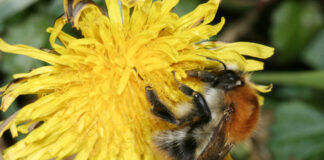 Ackerhummel