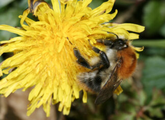 Weniger Wespen, mehr Holzbienen Ackerhummel