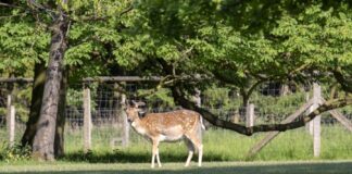 Reh im Tiergarten Hannover