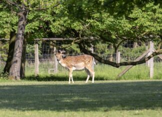 Kastanien und Eicheln sammeln für die Winterfütterung im Tiergarten Reh im Tiergarten Hannover
