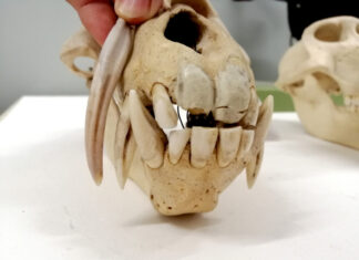 „Auf den Zahn gefühlt“ – Zoll stoppt Einfuhr von Pavianzähnen am Flughafen Hannover Eckzahn neben Pavianschädel