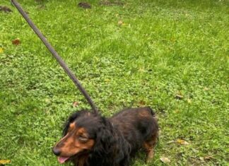 Georgengarten: Dackel „Anton“ befreit Dackel Anton