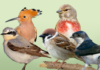 NABU - Vogel des Jahres-