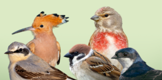 NABU - Vogel des Jahres-