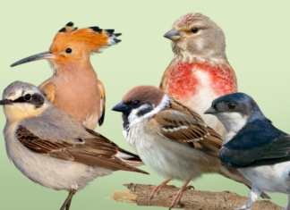 NABU launcht Bird-O-Mat zur Wahl des Vogel des Jahres 2022 NABU - Vogel des Jahres-