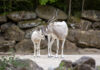 Zootiere