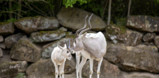 Zootiere