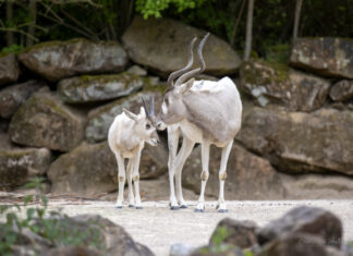 Bedingt pflegebereit: Zooverbände fordern Reform der Tierpflegerausbildung Zootiere