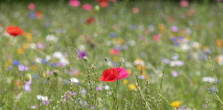 Blumenwiese