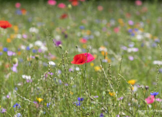 Wildblumen ersetzen Pflastersteine Blumenwiese