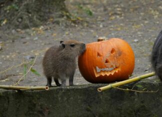 Tierischer Spaß mit schaurig-schönen Kürbissen im Erlebnis-Zoo Hannover Das Wasserschweinjungtier nagt vorsichtig am Kürbis