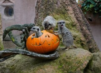 Halloween-Workshop im Erlebnis-Zoo Erdmännchen mit Kürbis