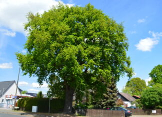 Bestimmte Baumarten stehen in Langenhagen unter Schutz Stieleiche in Langenhagen