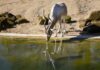 Addax-Antilope