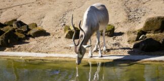 Addax-Antilope