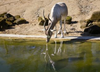 WISSENSCHAFTLICHE ZOO-WELT ZU GAST IM ERLEBNIS-ZOO HANNOVER Addax-Antilope
