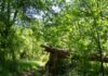 Baum